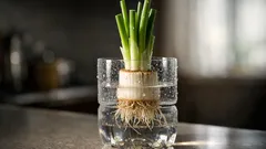 青ねぎの根元は捨てないで、水に浸すだけの再生栽培でまた伸びる