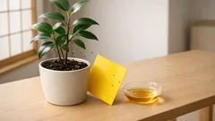 室内鉢植えのキノコバエ対策は幼虫から始めよう、増える原因と今日できる予防法