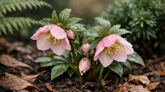 クリスマスローズを毎年咲かせる植え場所と土づくりのコツ